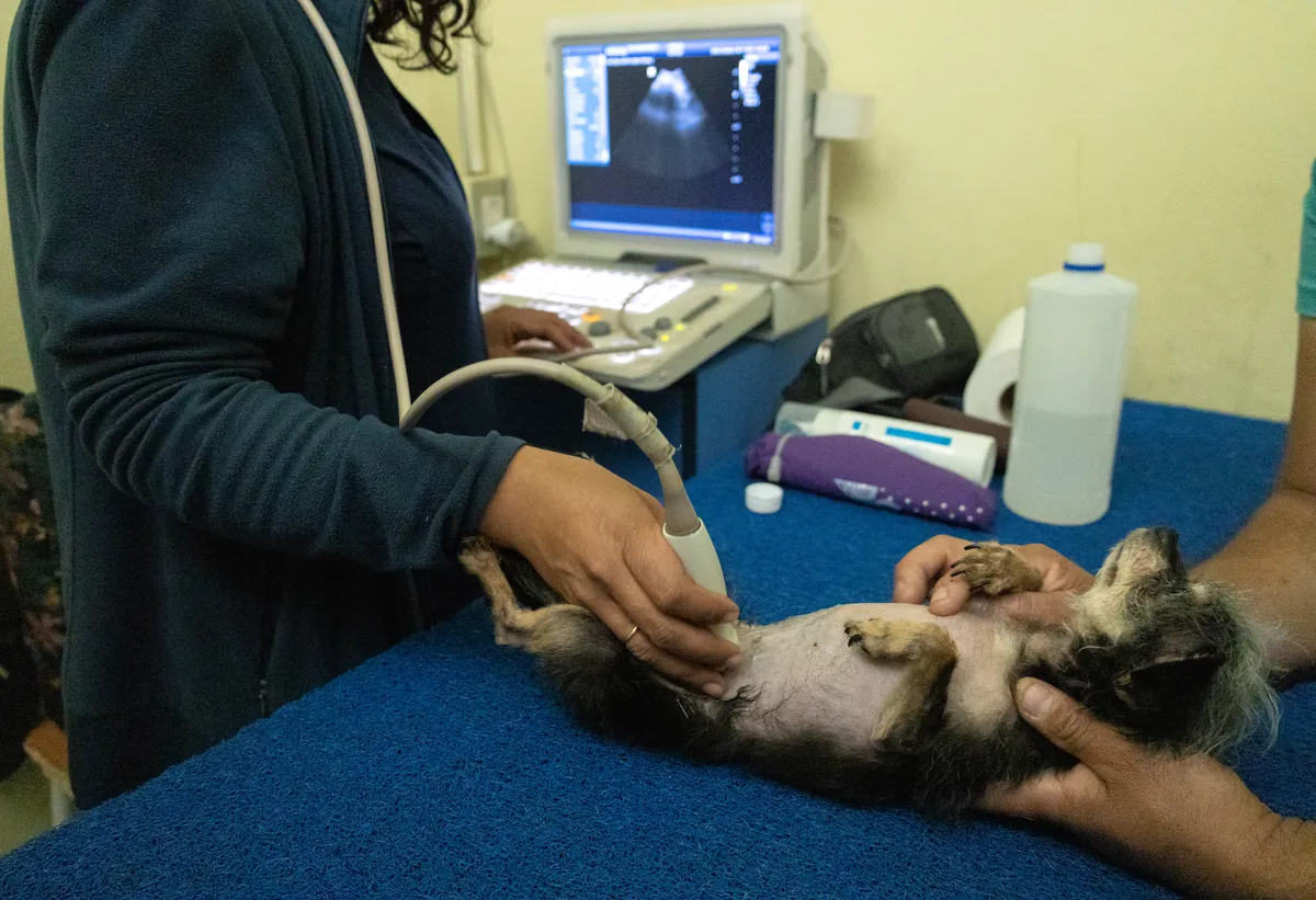 Ecografía — Centro Clínico Veterinario Santa María