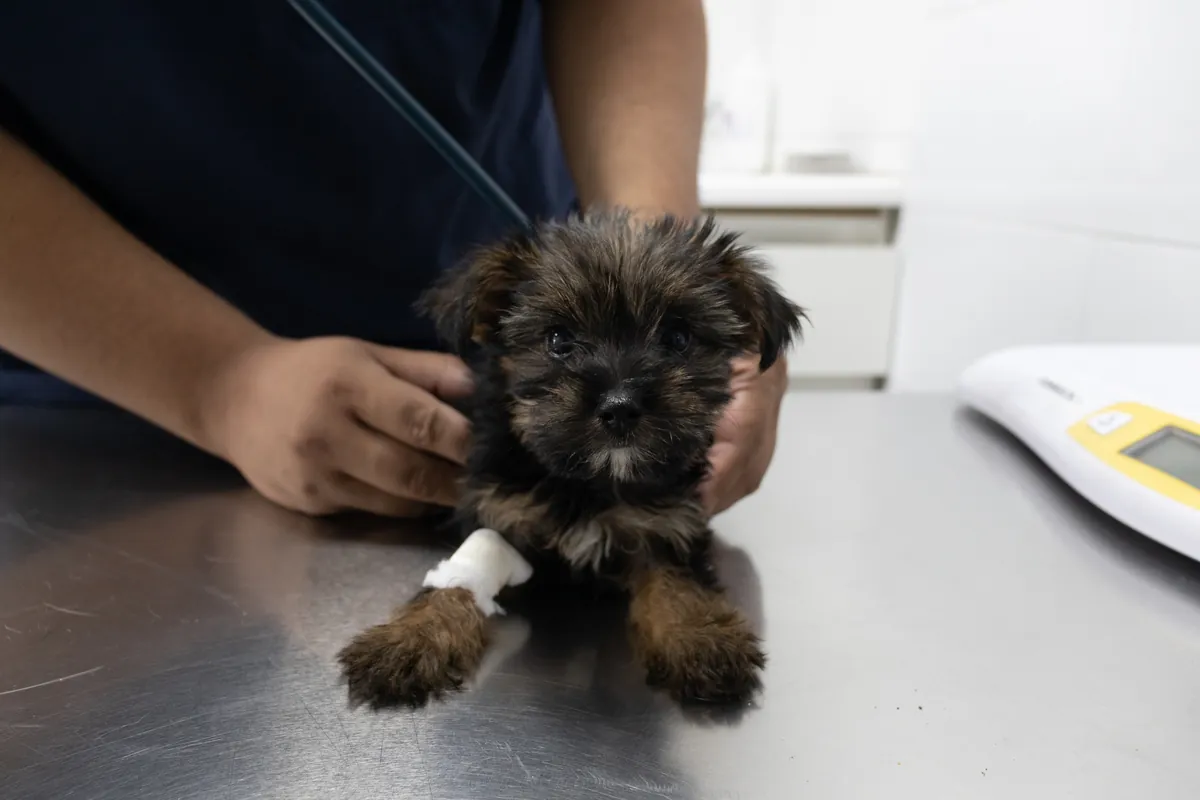 Vacunación — Centro Clínico Veterinario Santa María
