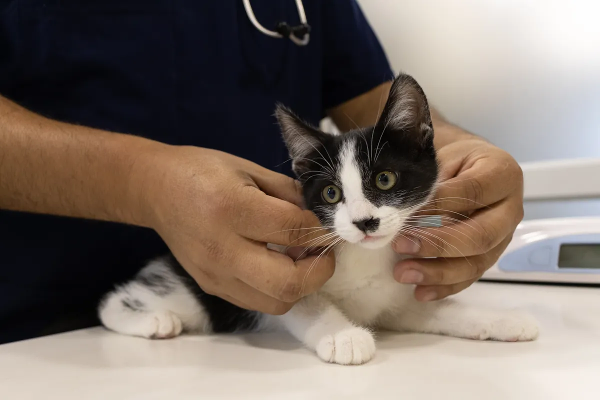 Consulta Felina — Centro Clínico Veterinario Santa María